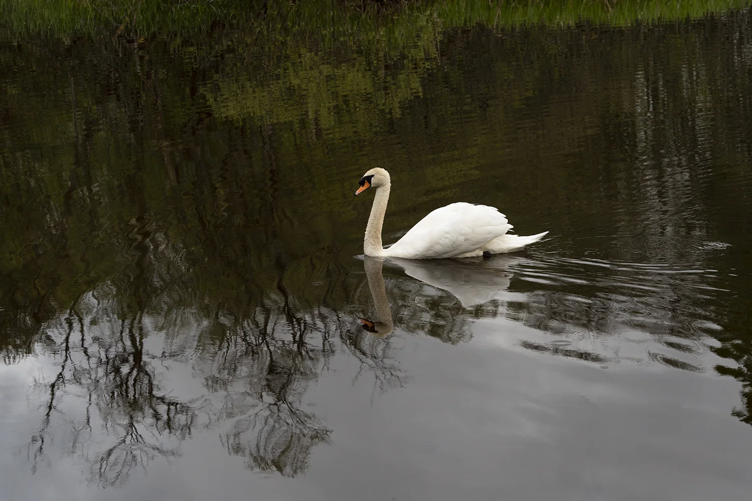 SCOT Swan 3.jpg
