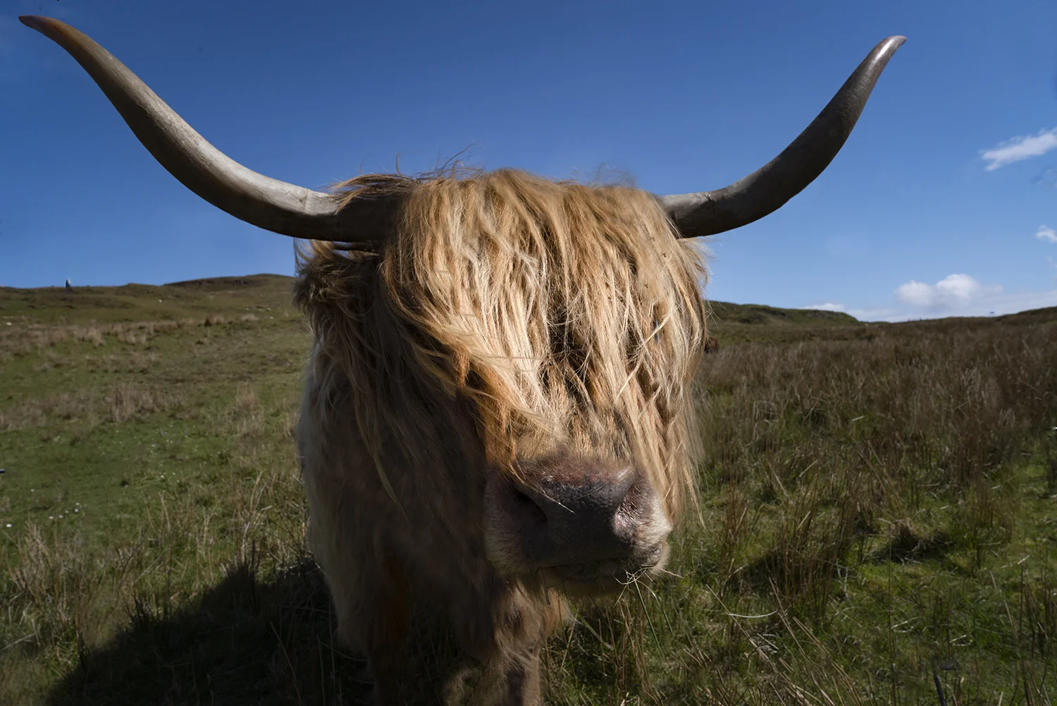 SCOT Cow 4.jpg
