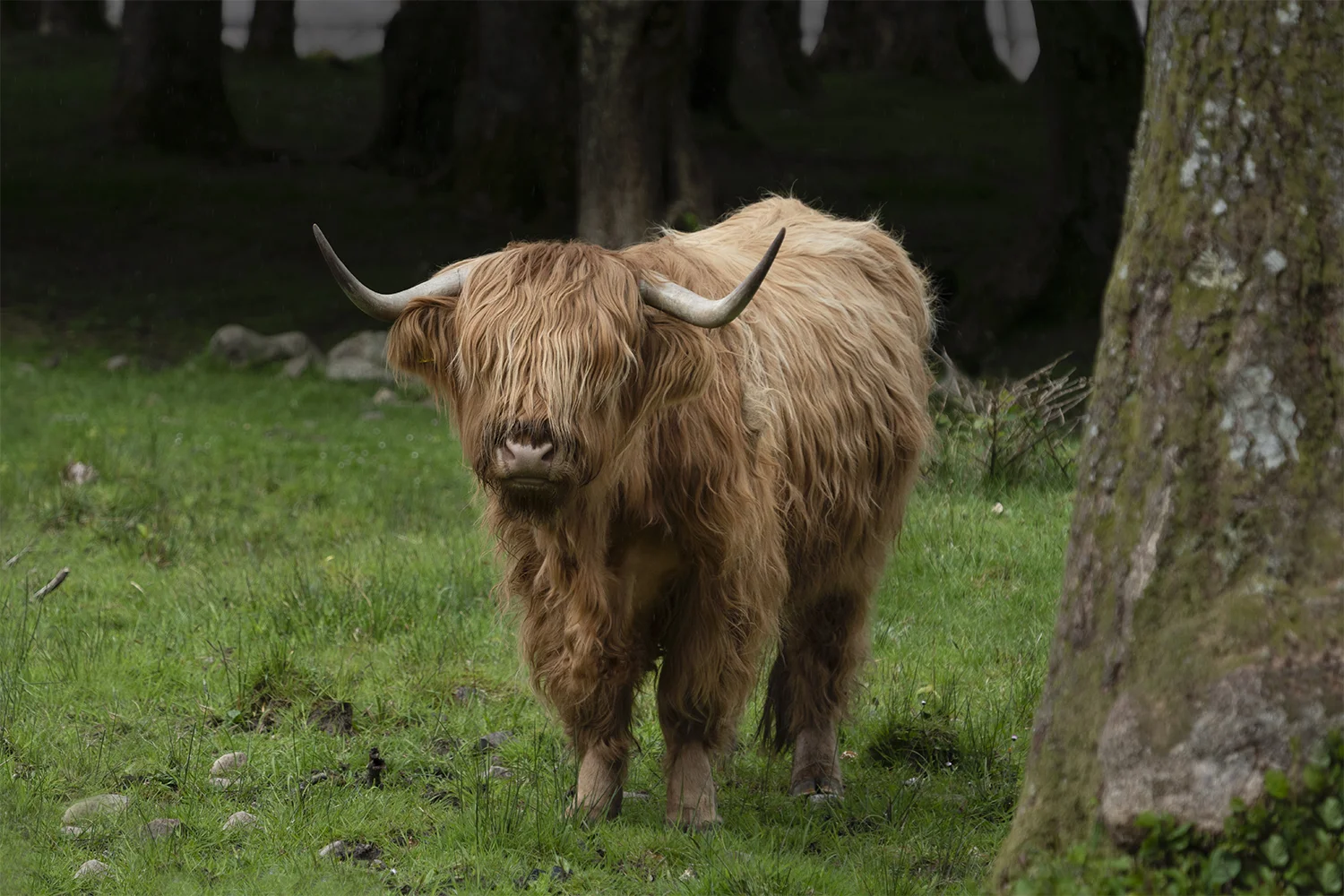 SCOT Cow 21.jpg