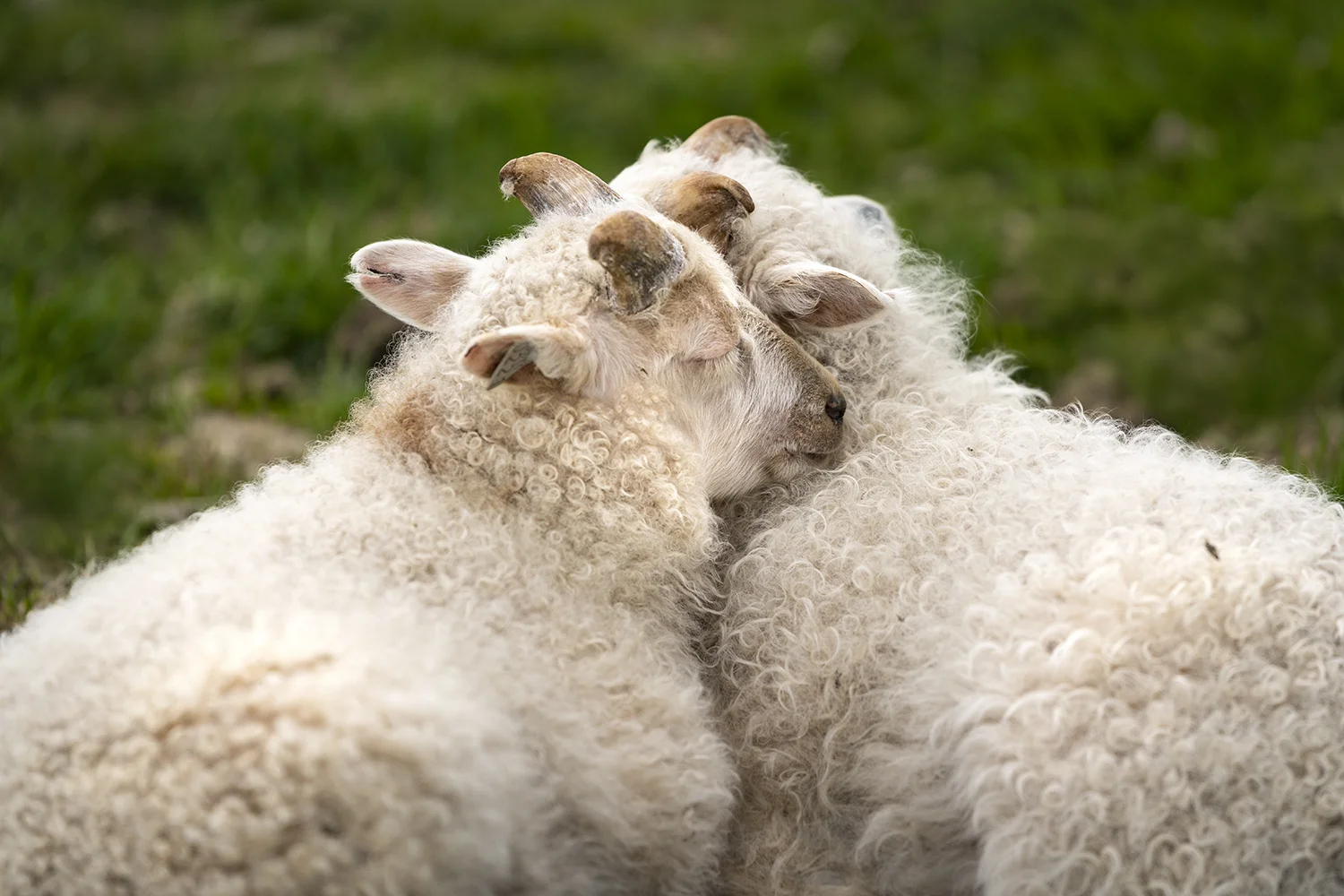 ICE2 Sheep Baby 5.jpg