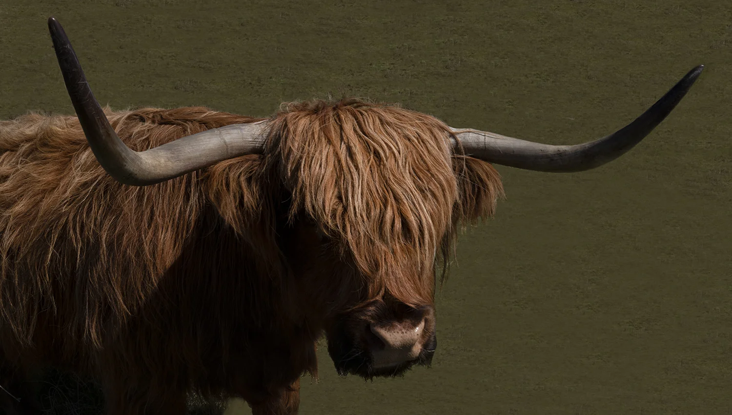 SCOT Cow 34.jpg