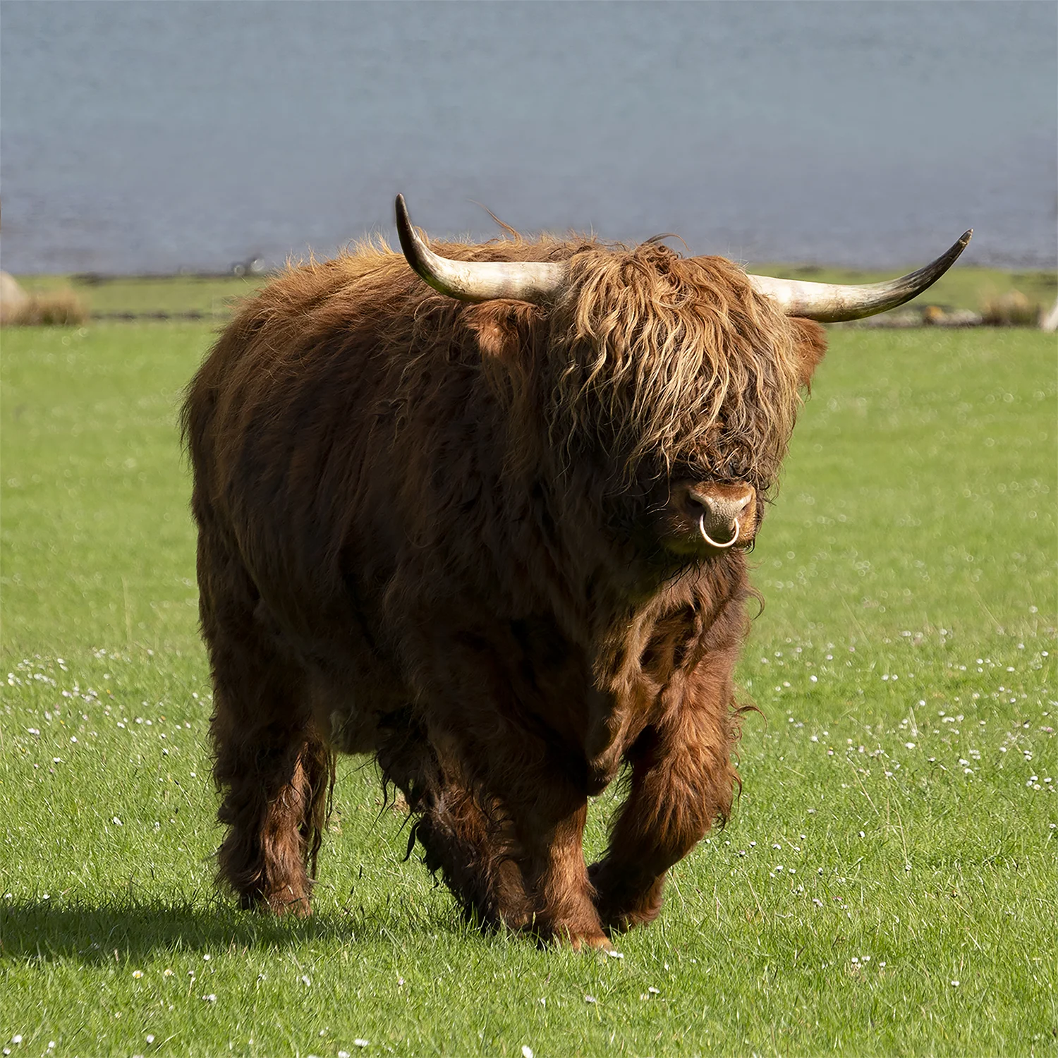 SCOT Cow 35.jpg