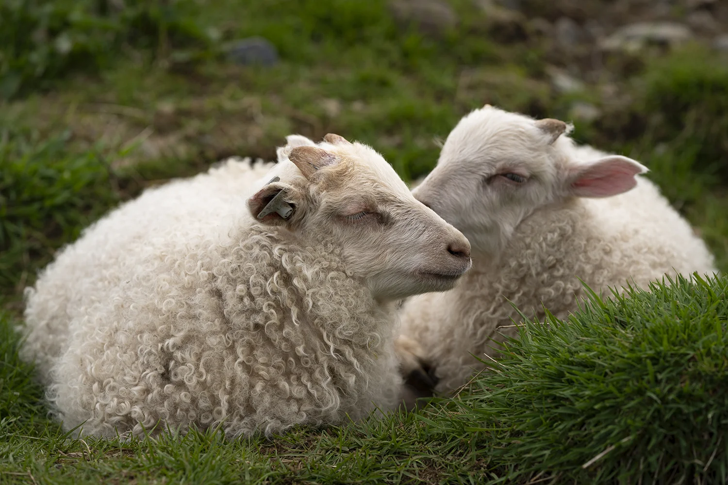 ICE2 Sheep Baby 4.jpg