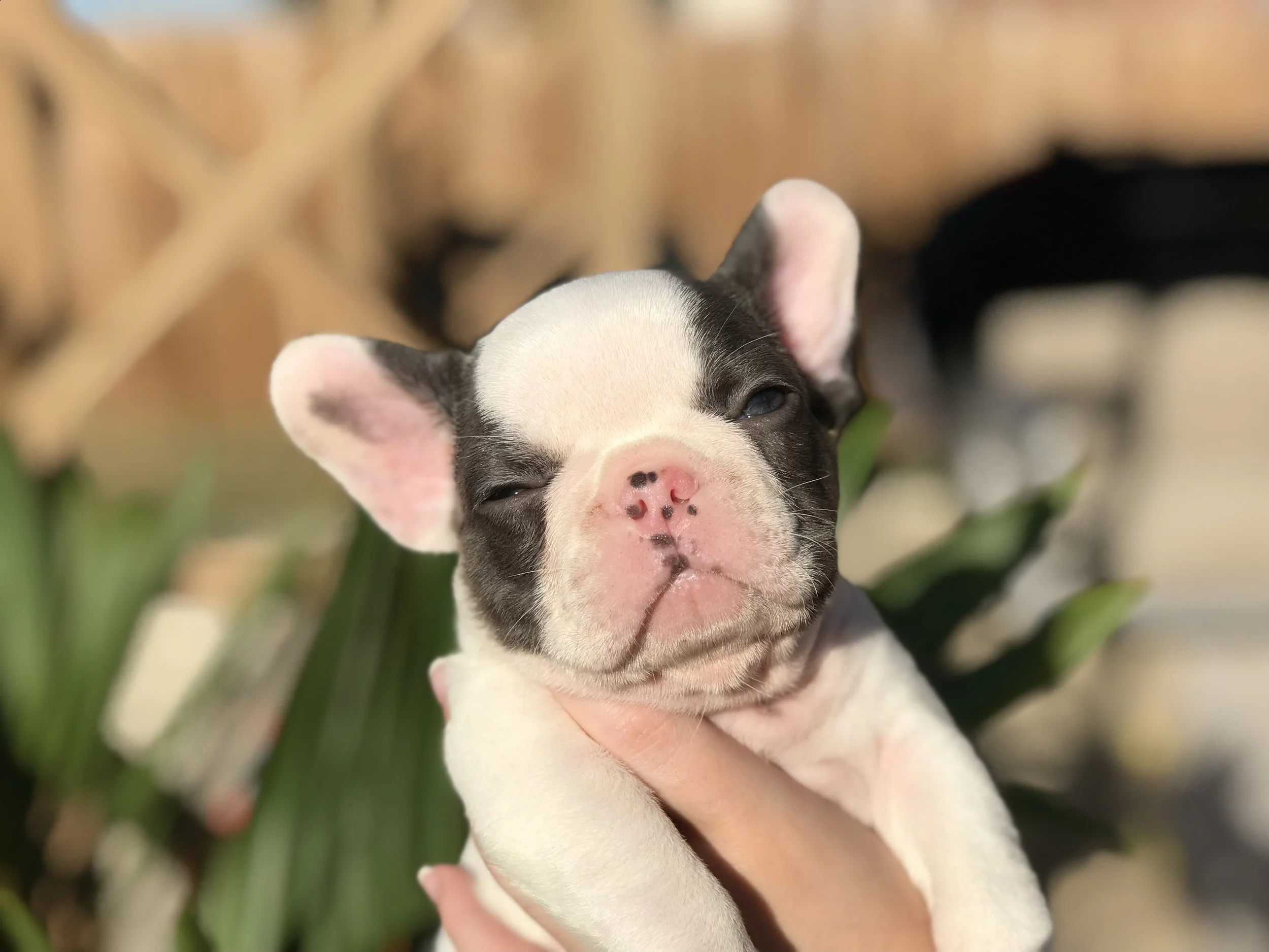 Wolverine- Extreme Chocolate Pied