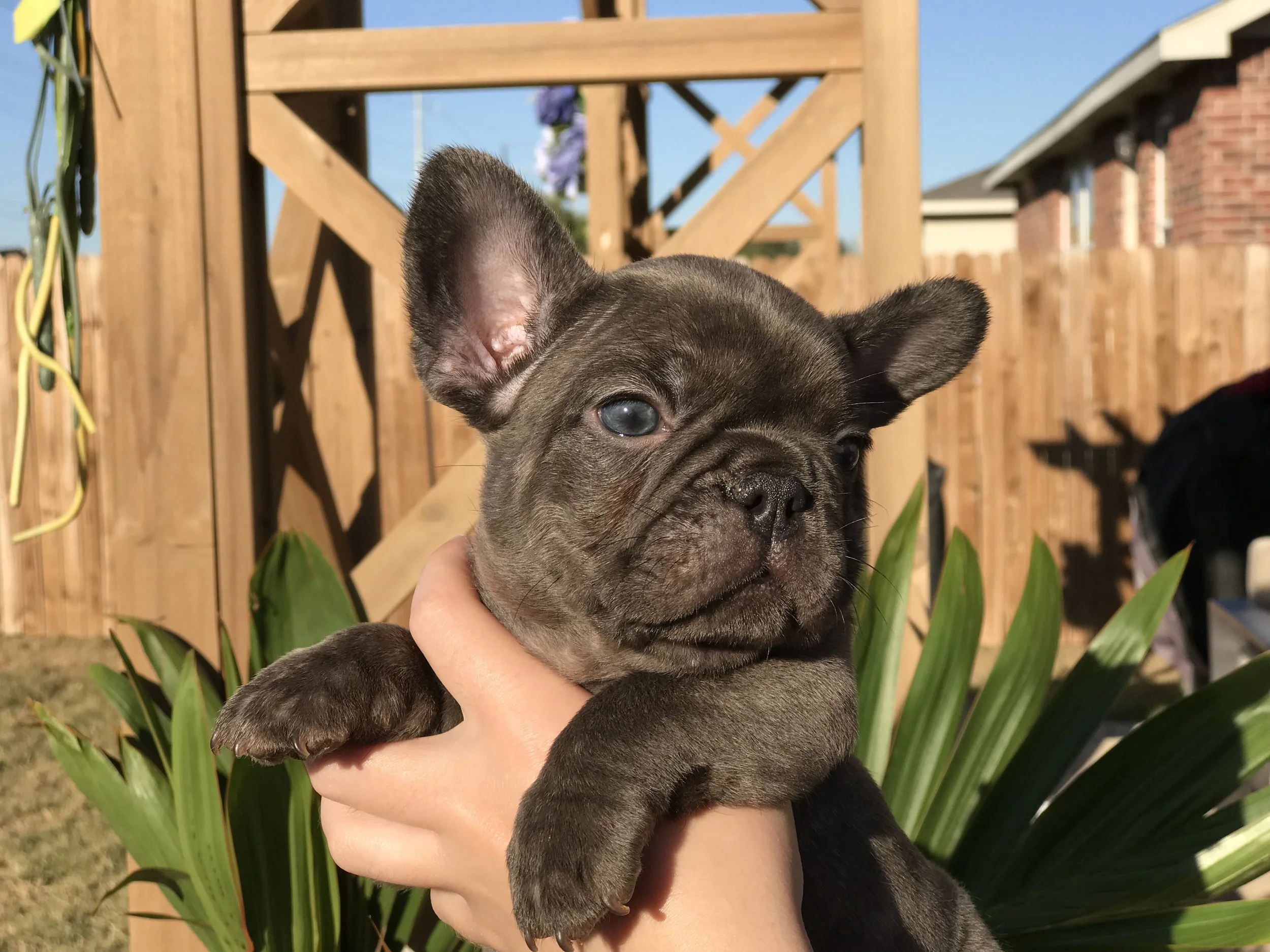 Grizzly- Chocolate Brindle Boy