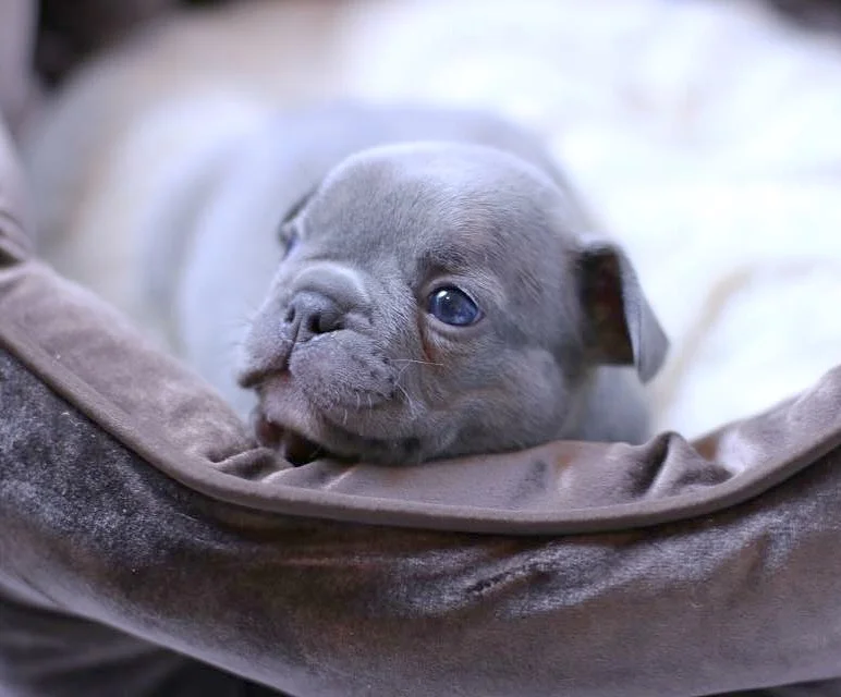 Atticus- Lilac Reverse Brindle