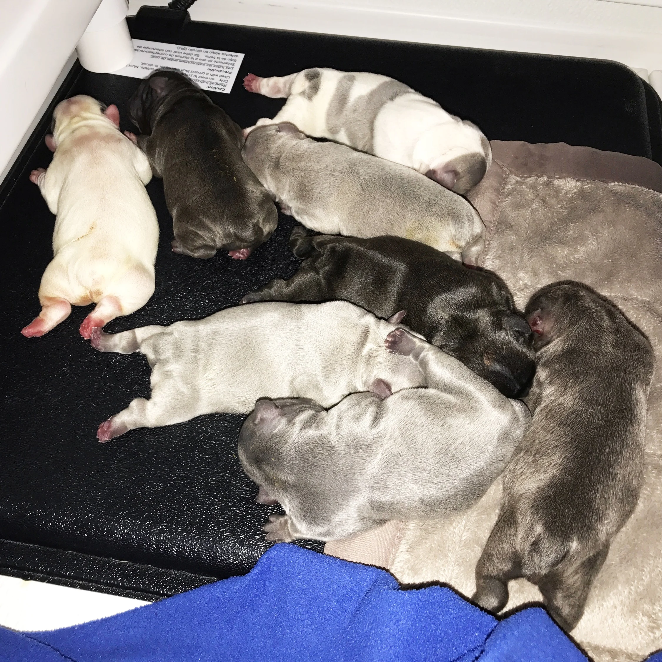 Azura / Charlie Brown Litter August 2017