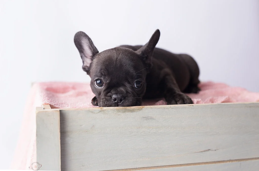 Kona