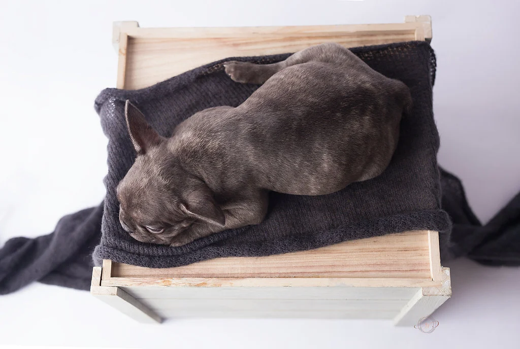 Grizzly - Chocolate Brindle Boy