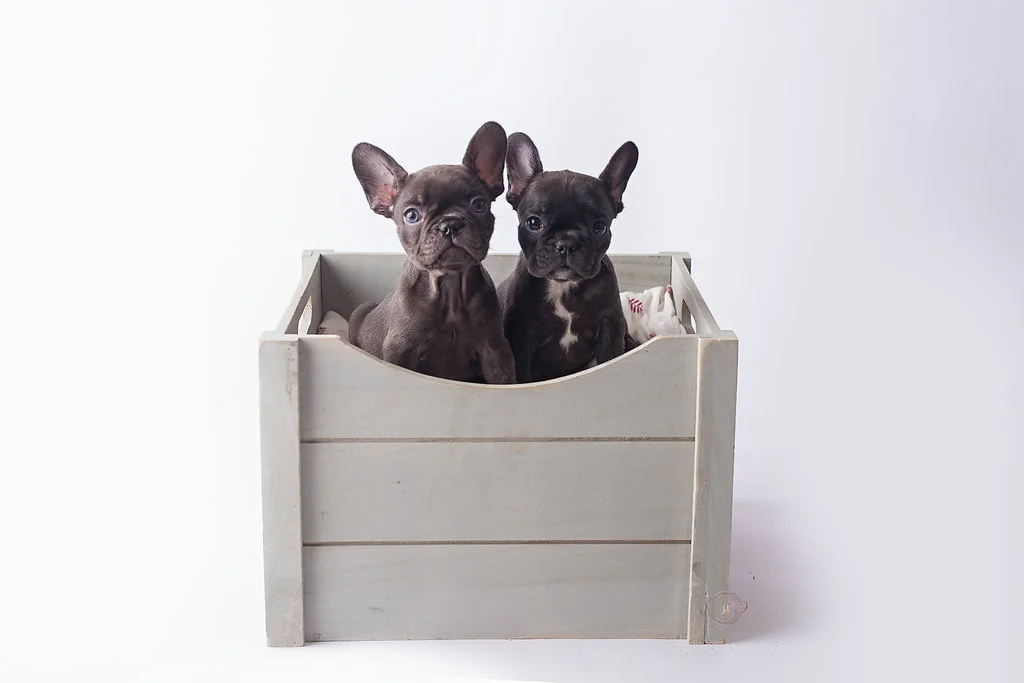 Hazel & Kona