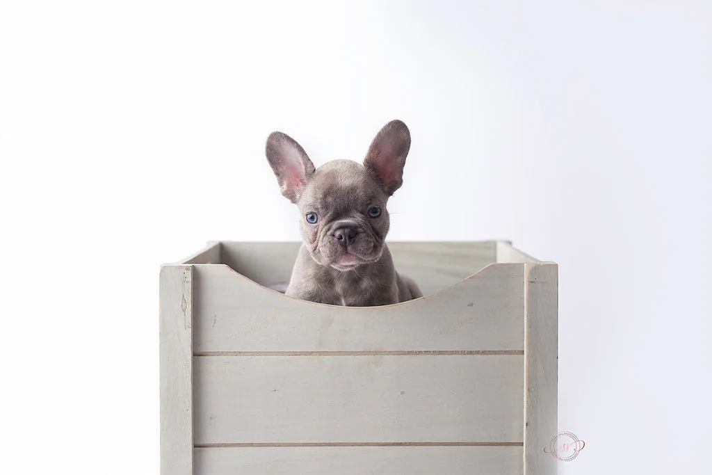 Atticus- Lilac Reverse Brindle