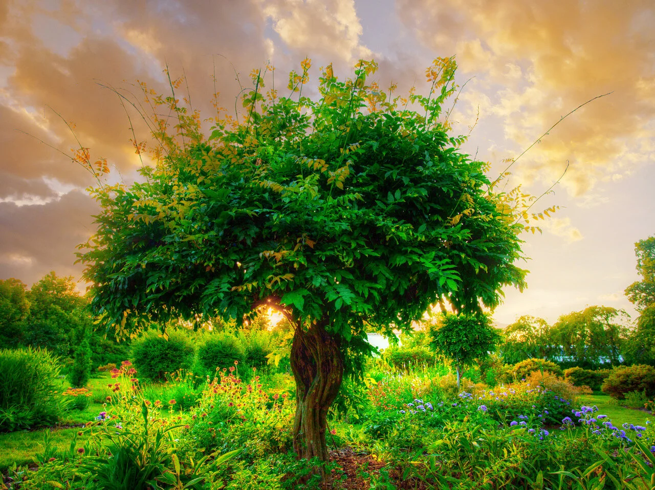 The Tree