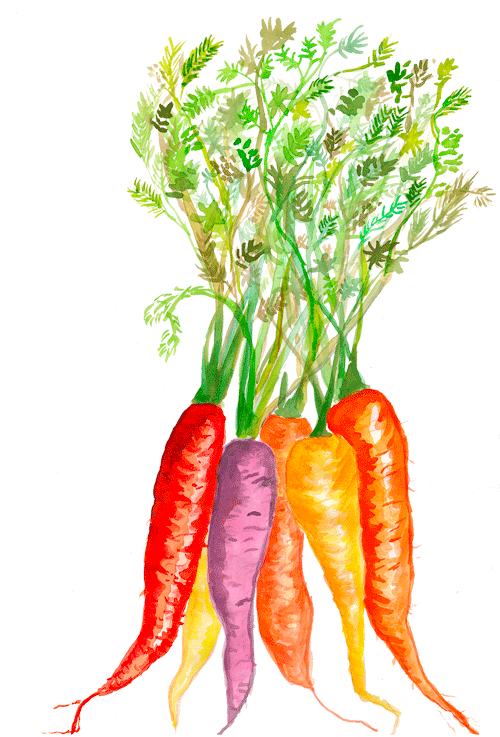 CarrotWebImage.png
