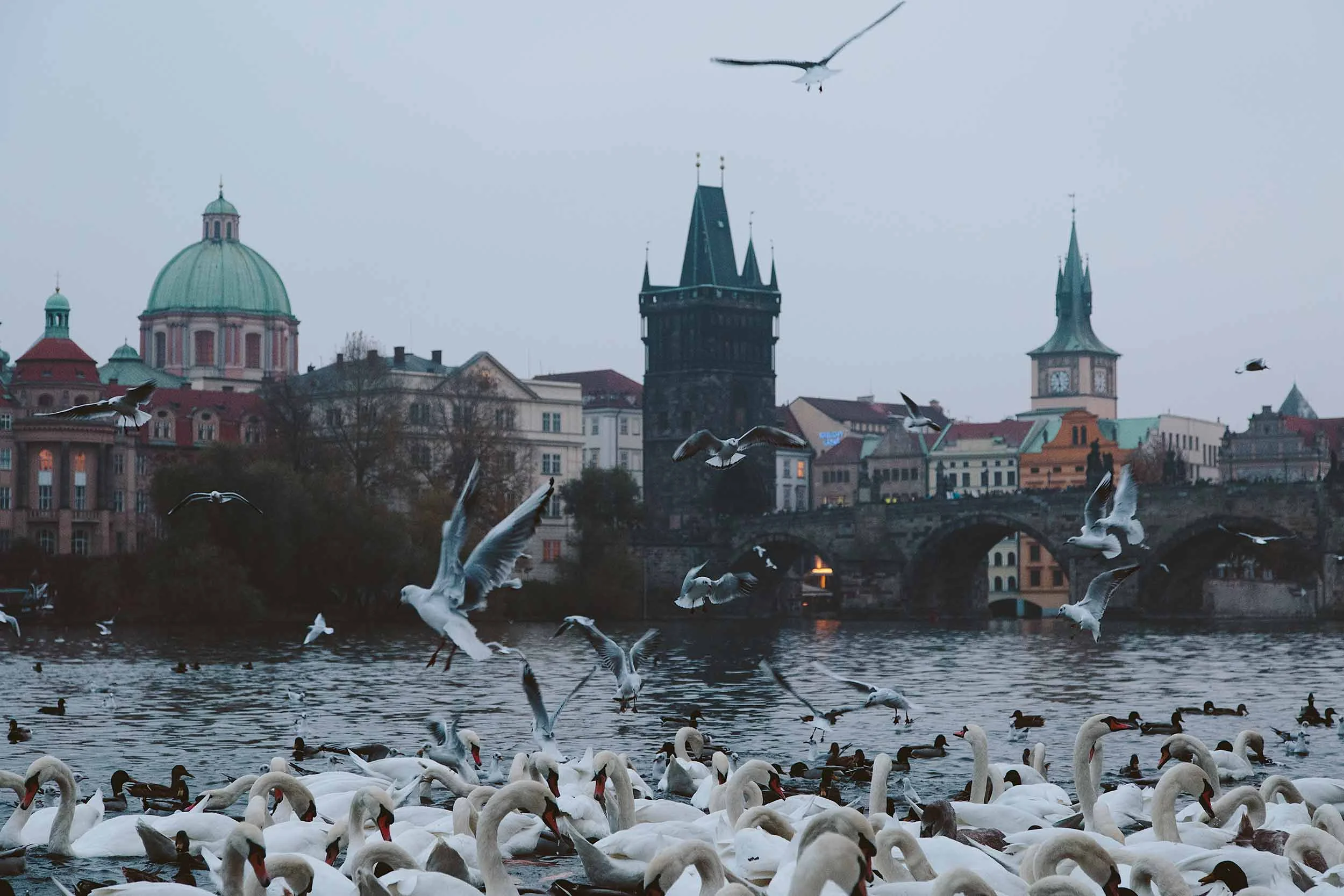 PragueBirdsSwansRiverNight.jpg