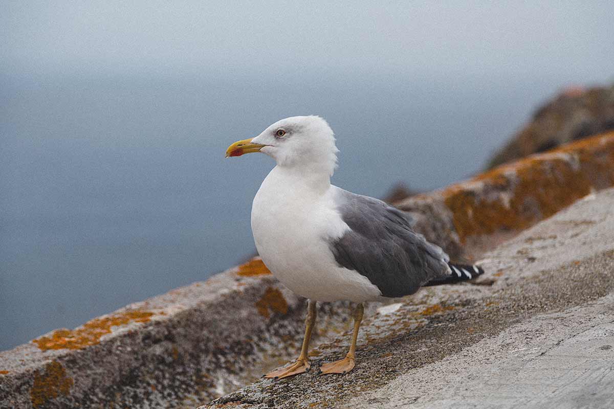 Seagull.jpg
