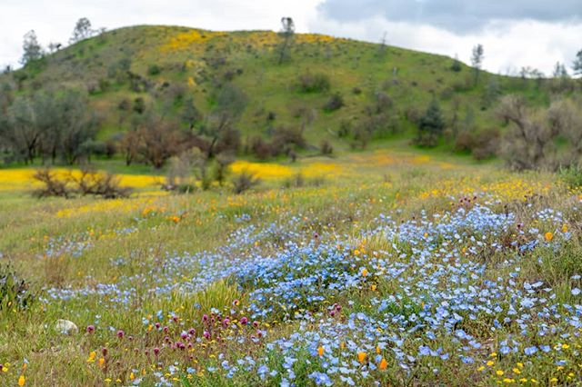 Oh you thought the California wildflowers were just yellow or orange? Baby, we got the blues, too... #ConnectedStates .
.
.
.
.
.
.
.
.
#superbloom#flowers#stayonthetrail&nbsp;#leavenotrace&nbsp;#lowimpact#californiapoppies #poppies#protectourfuture&