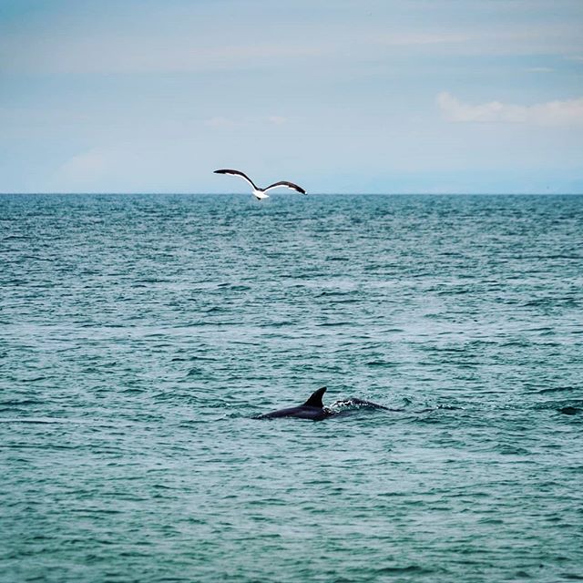 Haven't had many down days lately, so I was extra grateful to spend one among my favorite creatures. I never gave much credence to the idea of spirit animals, but my relationship with dolphins makes me wonder. I didn't ever see them as a kid in the B