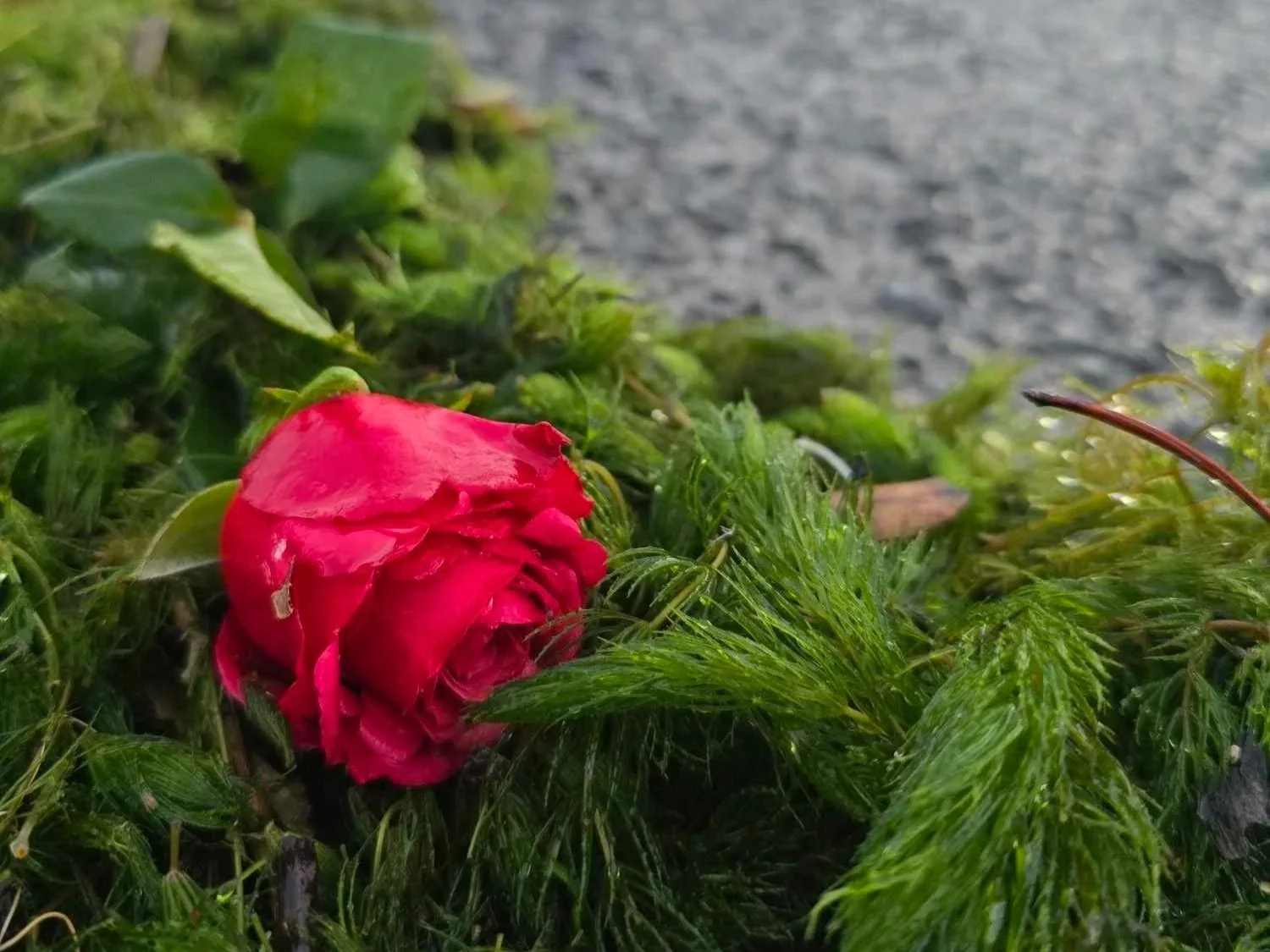 flower.jpg