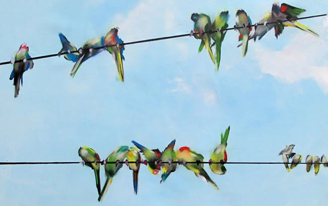 Parakeets