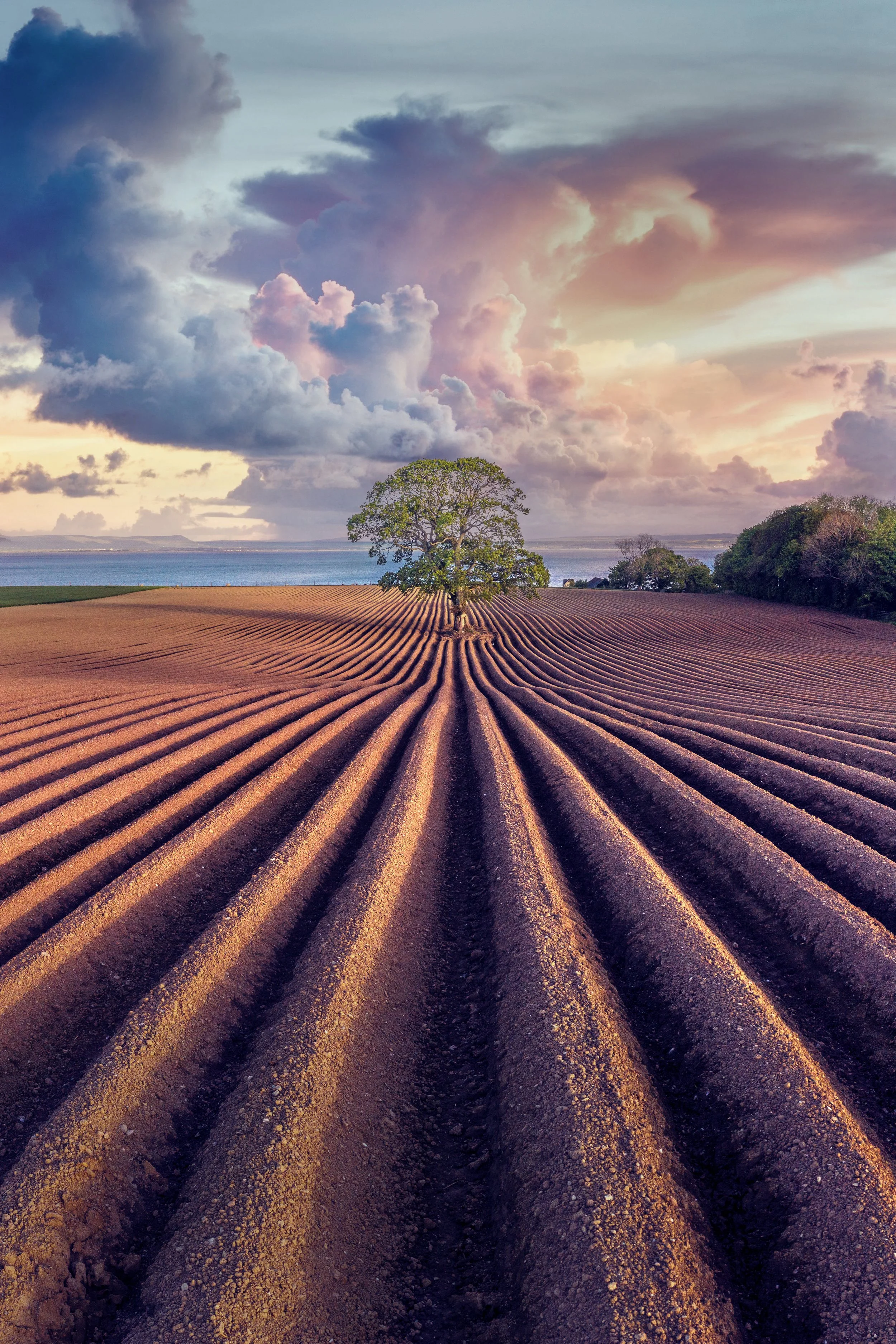Redcastle Tree Evening_Patryk Sadowski.jpg