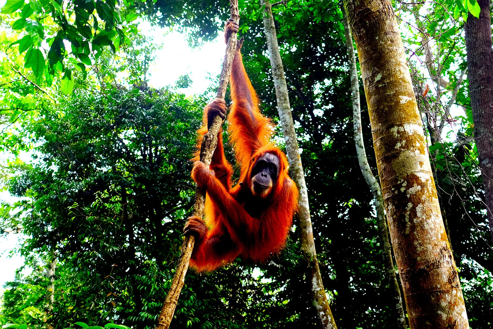 Bucket list: Orangutans in Sumatra