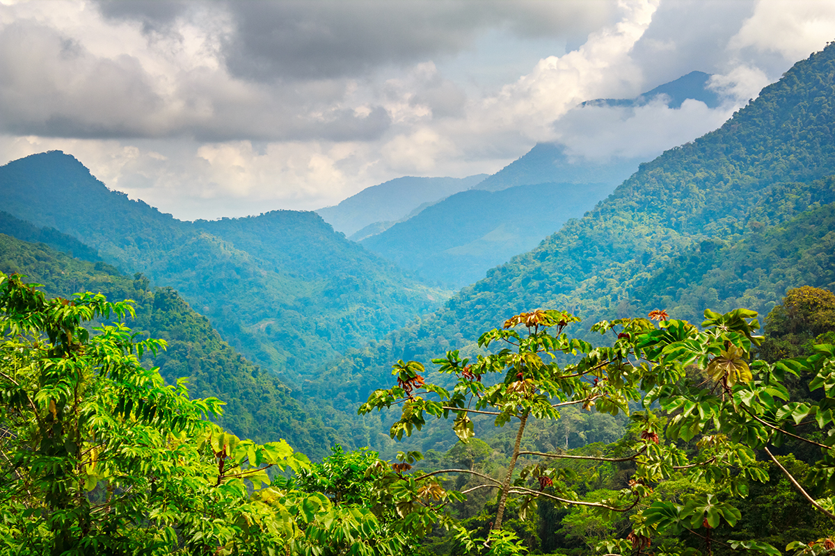 A trip to the backroads of the coffee region in a Willy Jeep is a must do!