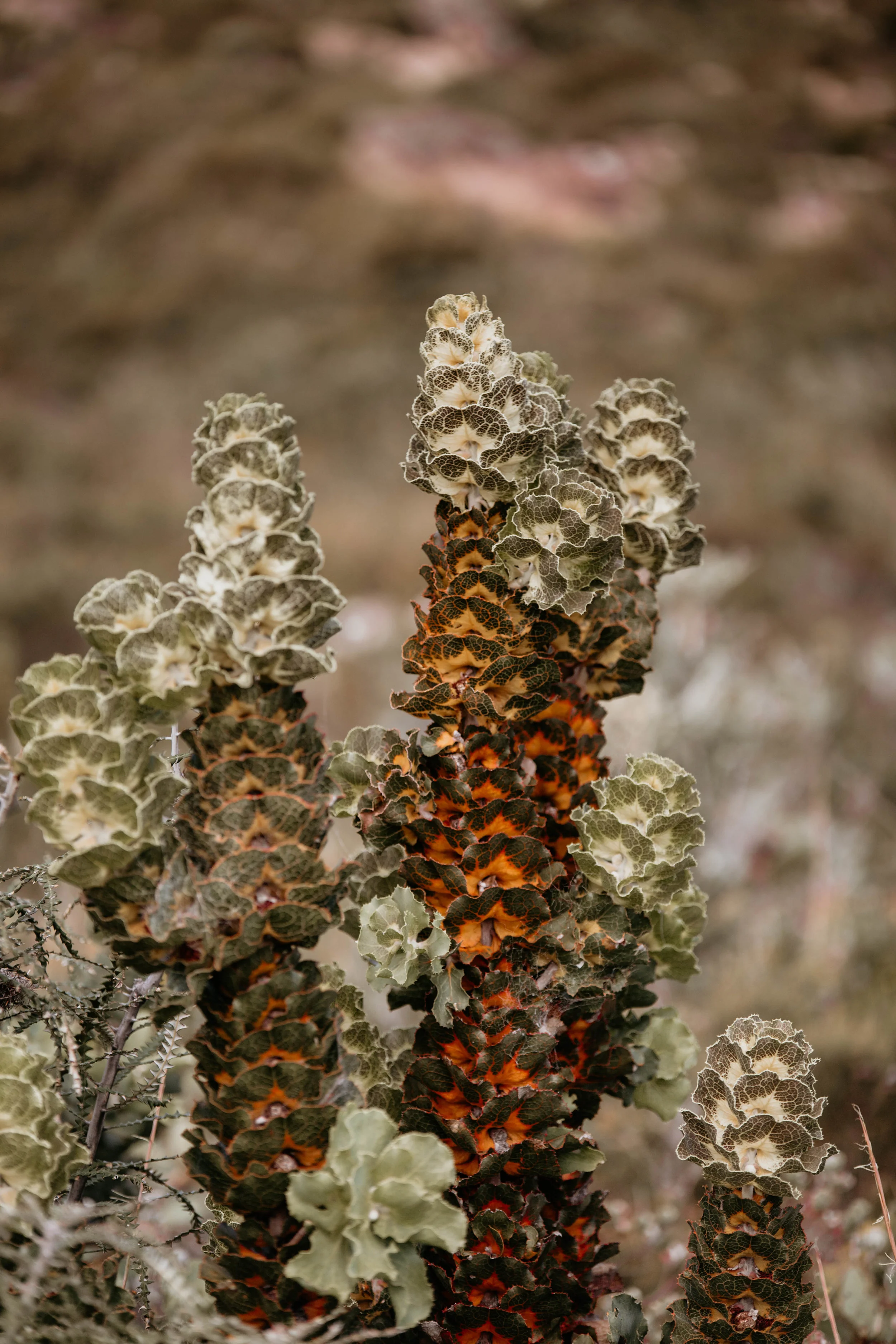 _MG_3209.jpg