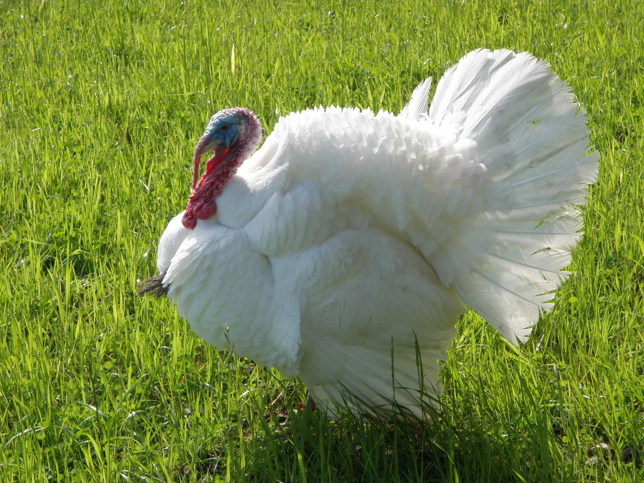 broad breasted white.jpg