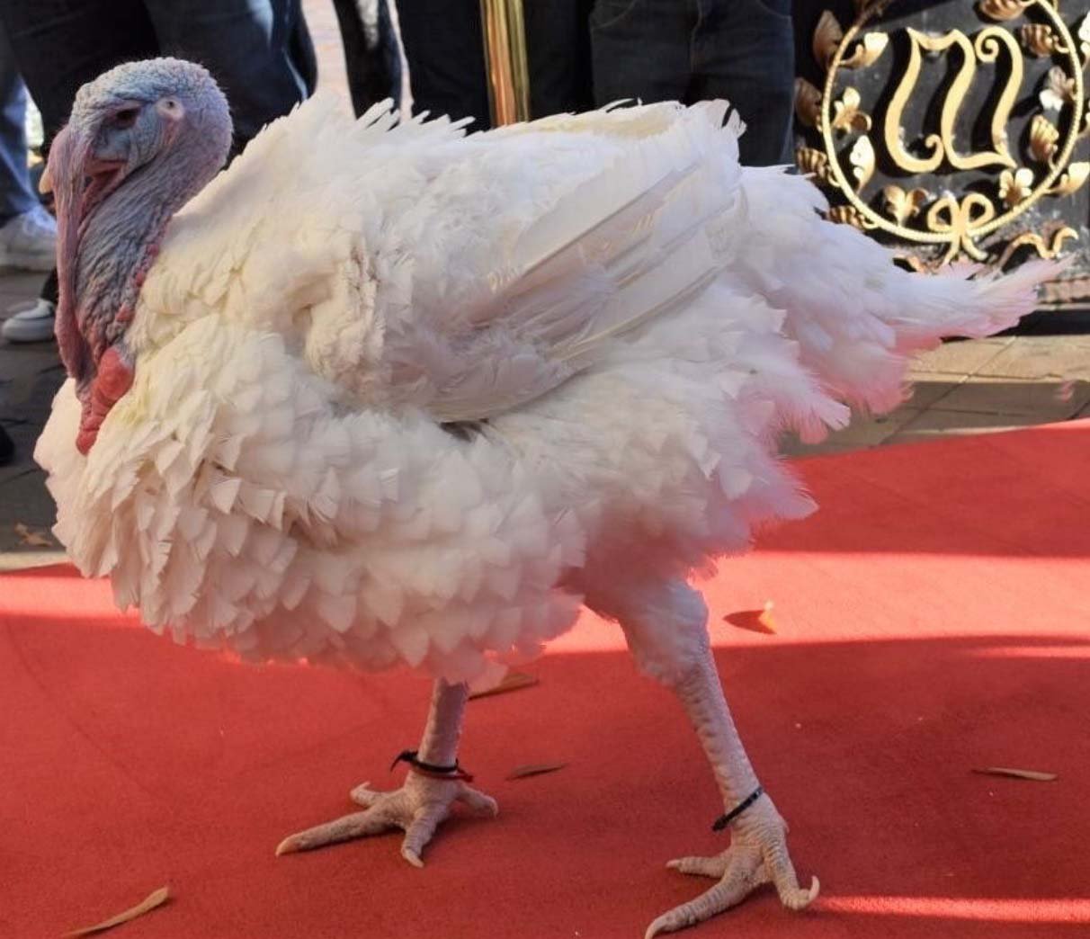 turkey strut on red carpet.jpg