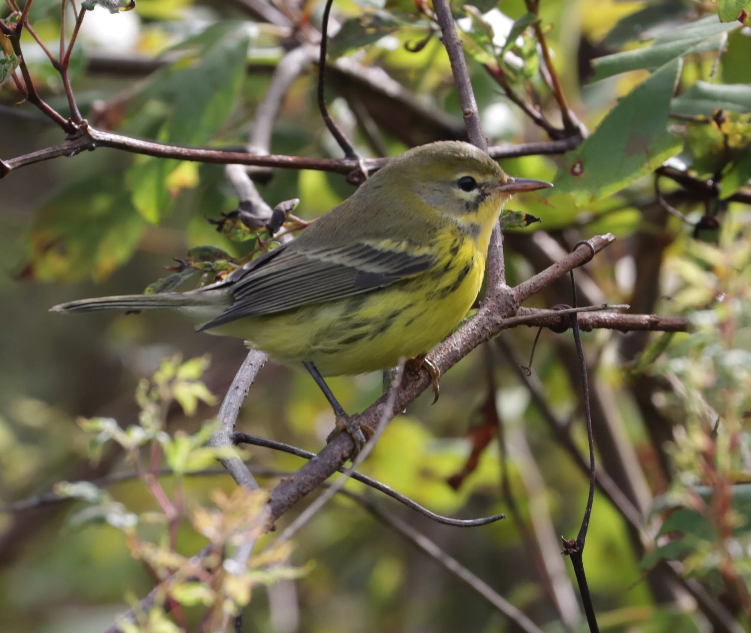 Guided Bird Walk at Faulk Landing with Juli deGrummond