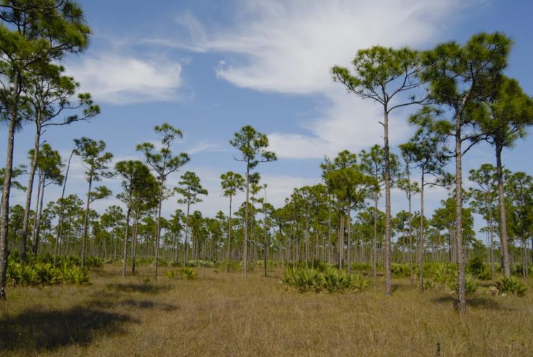 Wet Flatwoods, Jonathon Dickinson State Park Photo by Jim Stevenson