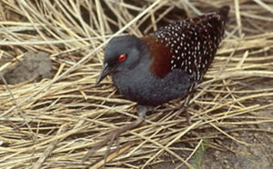 A black rail skulks through the marsh. Photo by USFWS