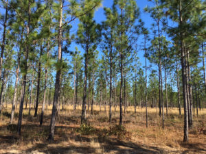 Well-managed sandhill habitat in the upper Apalachicola River basin.