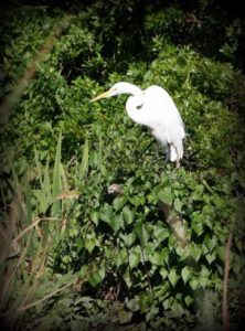 A great egret perches on the edge of the Wacissa River at the Aucilla WMA bioblitz. Photo by Emily Ellis.