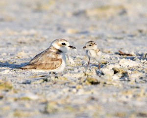 Snowy Plover and chick