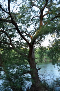 An extremely-rare old growth Montezuma cypress grows along the Rio Grande.