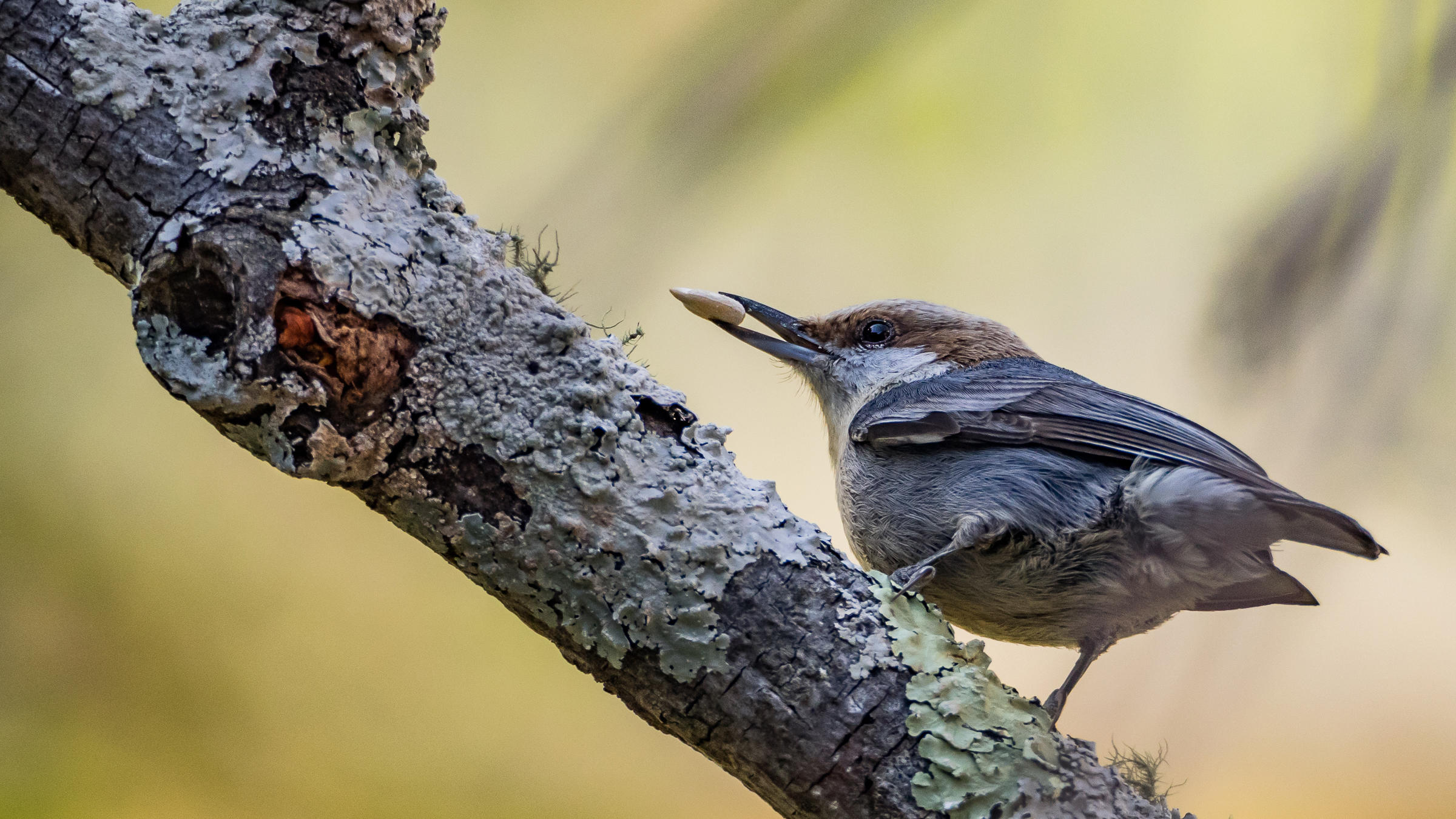 2019 AAS Annual Banquet: The Brown-Headed Nuthatch with Jim Cox, Director Stoddard Bird Lab, Tall Timbers Research Station