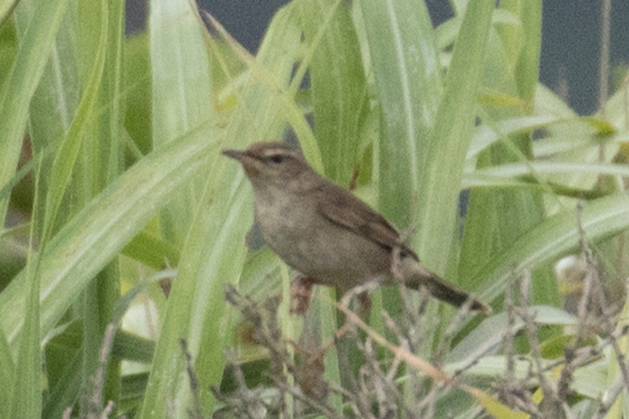 Pleske’s Grasshopper-warbler