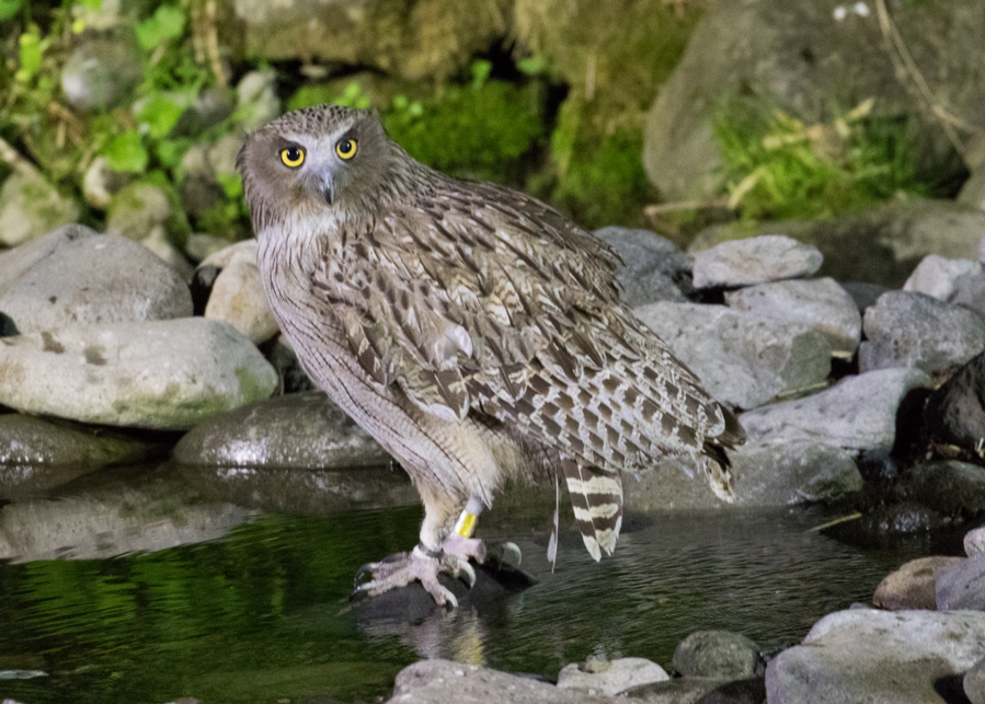 Blakiston’s Fish Owl (♀)