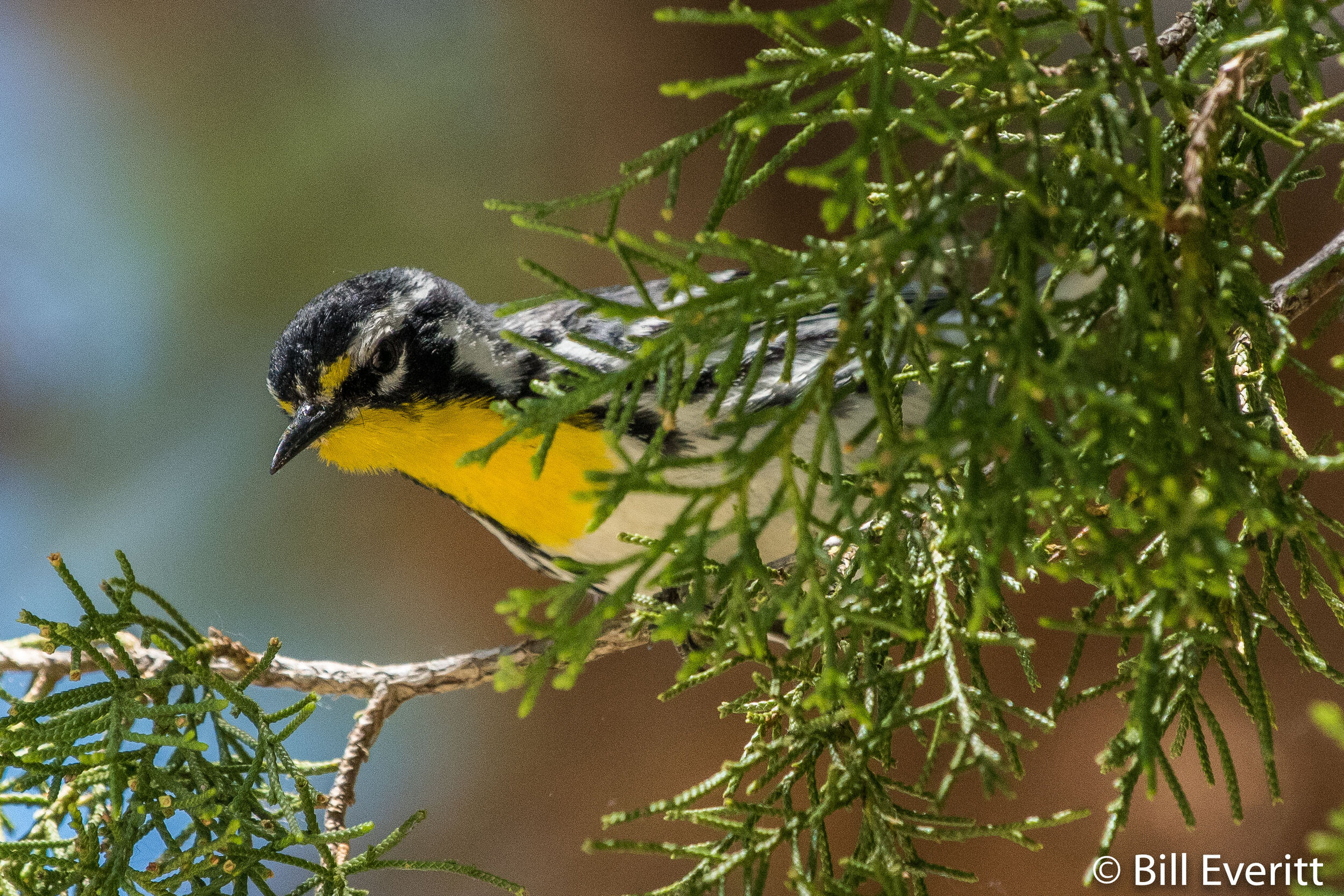 Yellow-throated Warbler.jpg