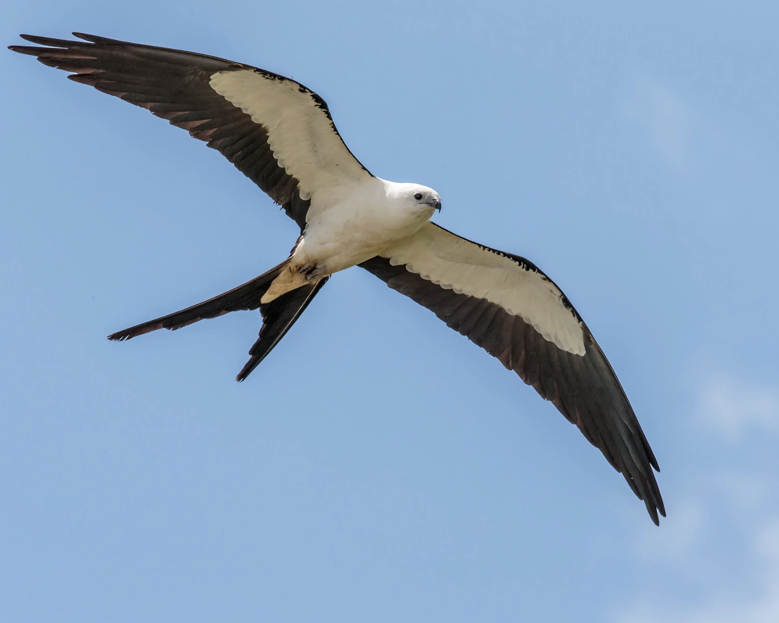 Conservation Ecology of Shorttailed Hawks, Swallowtailed Kites, and