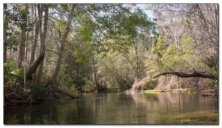 Paddle on the slave canal/Wacissa River with Peter Kleinhenz and Heather Levy