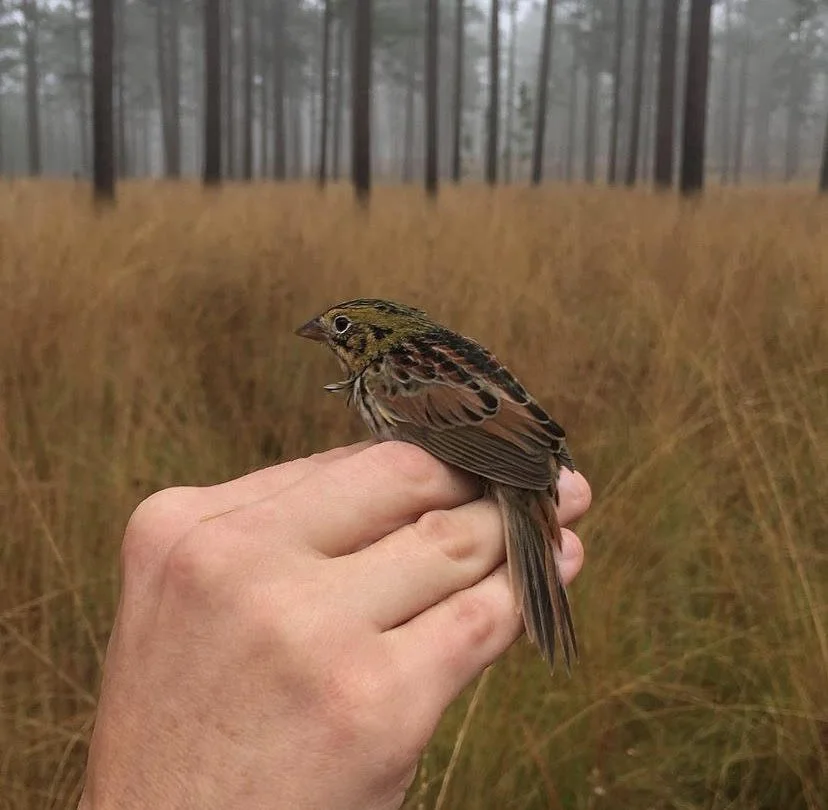Banding and Identifying Winter Sparrows with Jim Cox at Tall Timbers Research Station 