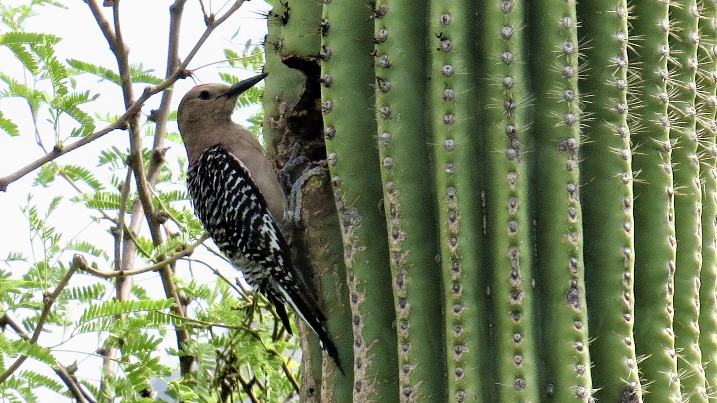 Report from Rose Canyon, Arizona, by Don Morrow