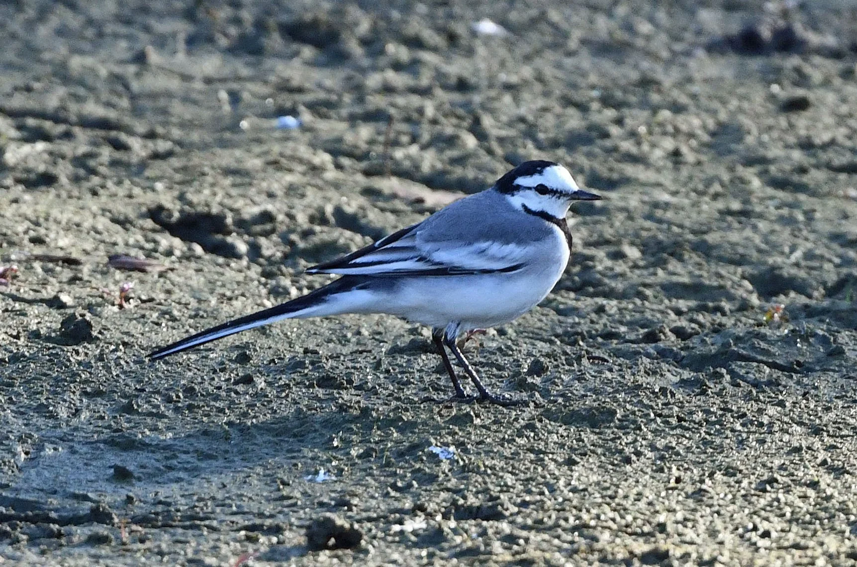 White Wagtail in Tallahassee!