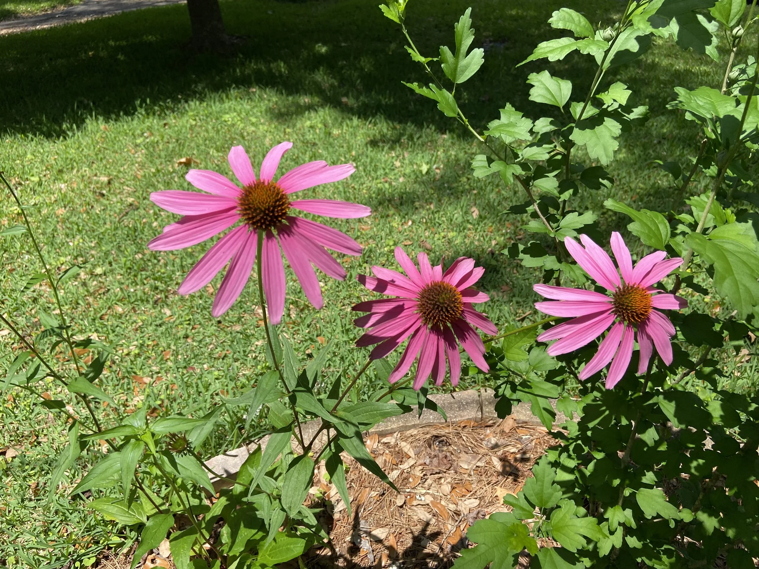 Sierra Club Program: Florida Wildflowers