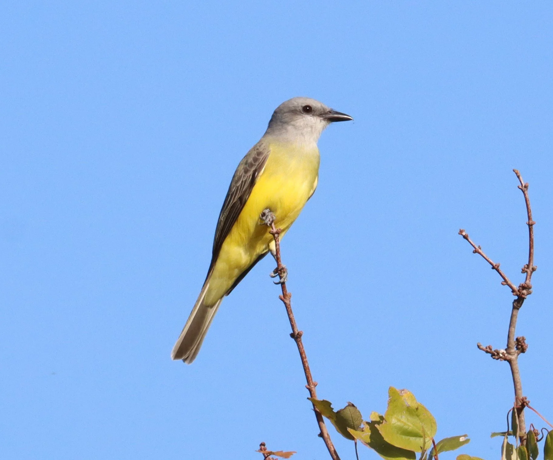 From the Tropics to the Couch - A Tale of Two Kingbirds, by Juli deGrummond