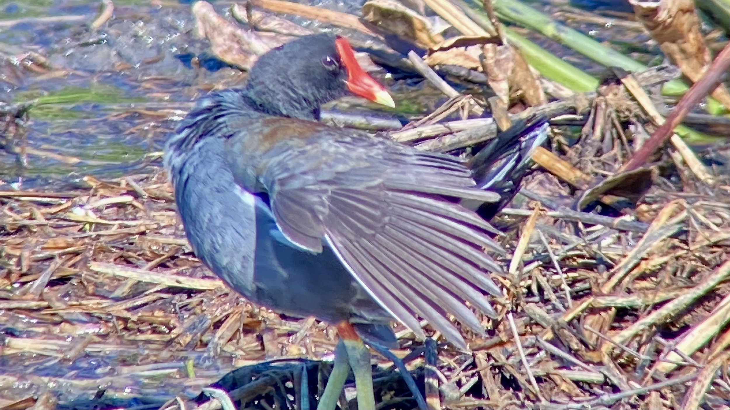 Guided Bird Walk at Lake Henrietta Park with Nick Petryk