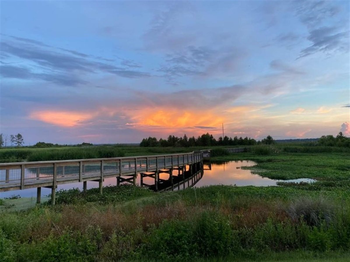 Livestream Watch Party: Sweetwater Wetlands Park by Debbie Segal