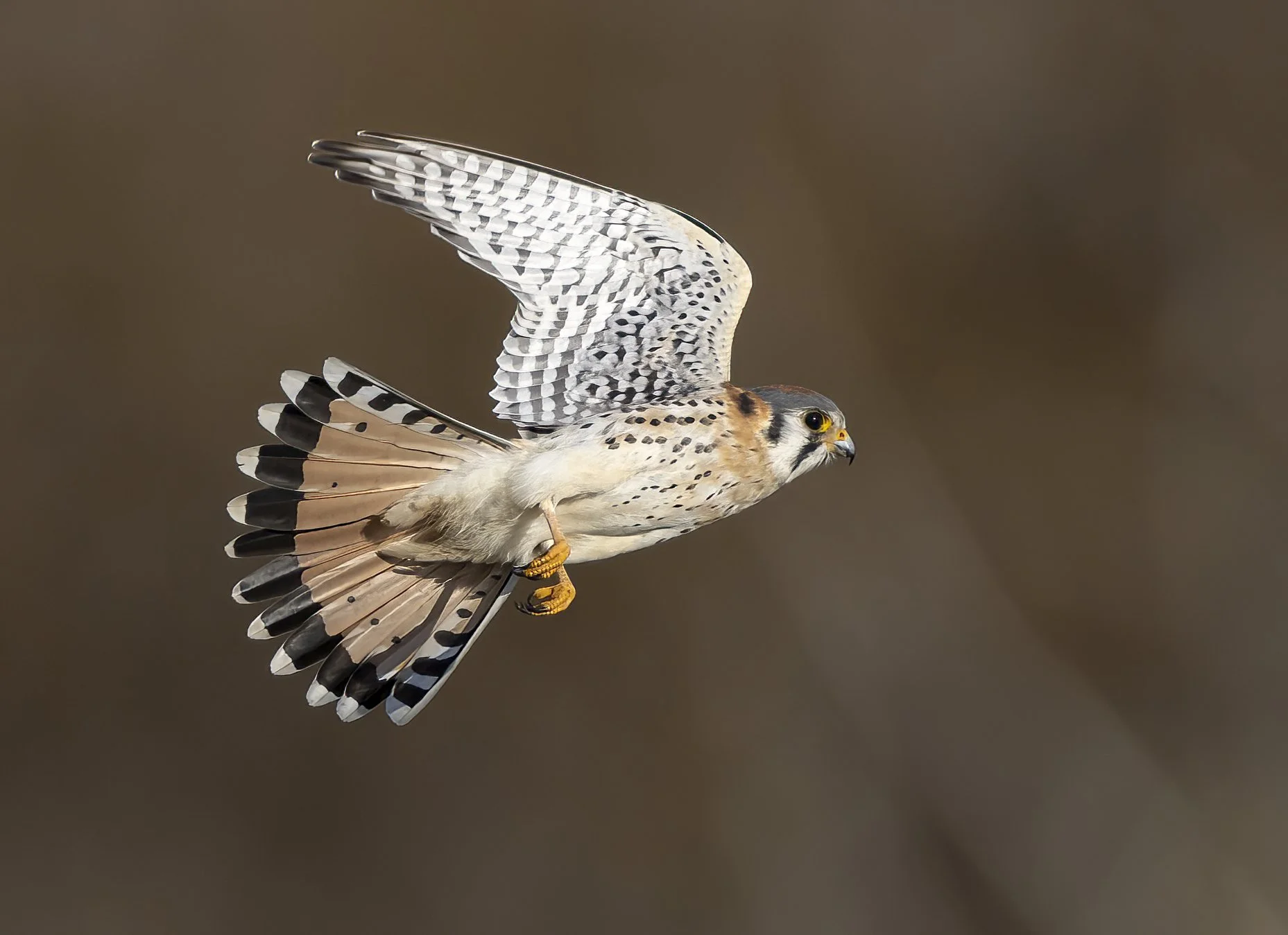 Recovering the Southeastern American Kestrel